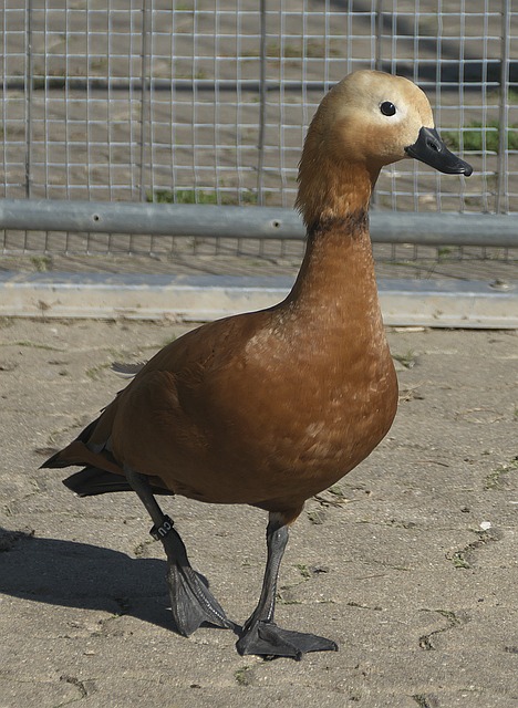 联赛中